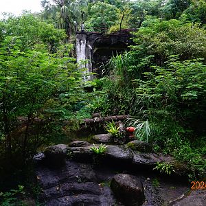 The environment of Malayan Tiger (Panthera tigris jacksoni)