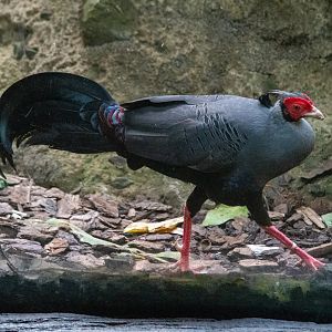 Siamese Fireback