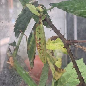 Leaf Insect ID - Lakeland Wildlife Oasis