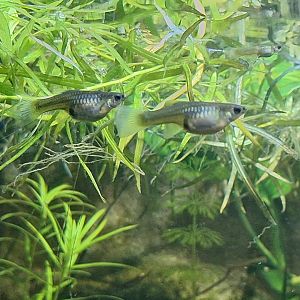 Fish ID - Lakeland Wildlife Oasis