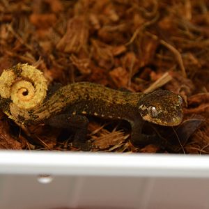 Malaysia bow-fingered gecko (Cyrtodactylus elok)