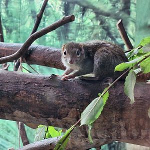 Northern Tree Shrew