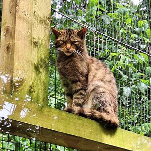 Scottish Wild Cat