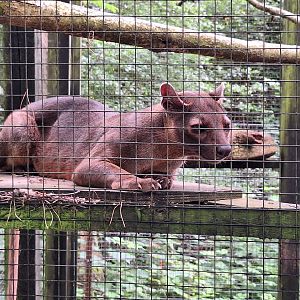 Fossa