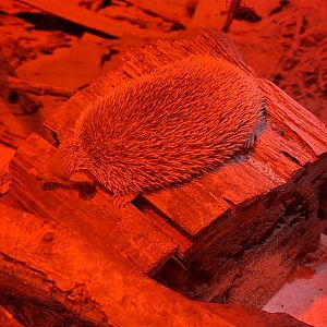 Lesser Hedgehog Tenrec