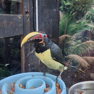 Green Aracari