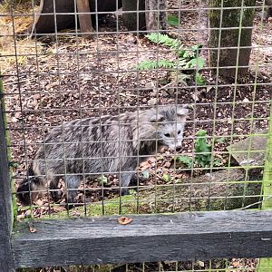 Simon the Raccoon Dog