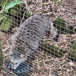 Simon the Raccoon Dog