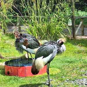Grey Crowned Cranes