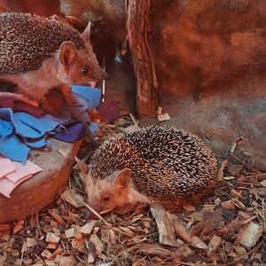 Long-eared Hedgehogs