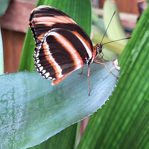 Butterfly ID - Lakeland Wildlife Oasis
