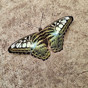 Butterfly ID - Lakeland Wildlife Oasis