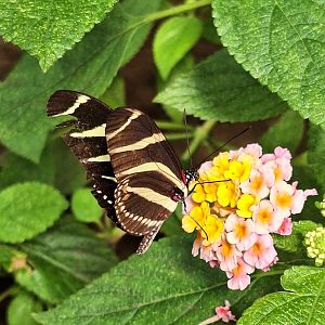 Zebra Longwing