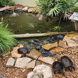 RDC - Turtle pond at entrance