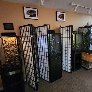 RDC - Lizard exhibits