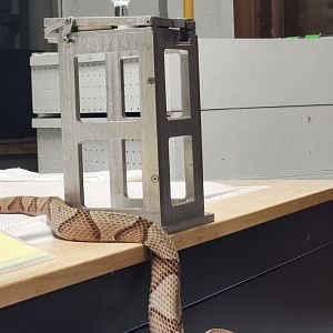 RDC - Copperhead at demonstration