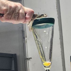 RDC - Rattlesnake venom extraction