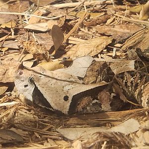 RDC - Bitis (gabonica) rhinoceros