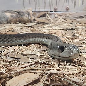 RDC - Dendroaspis polylepis