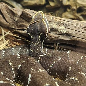 RDC - Agkistrodon bilineatus