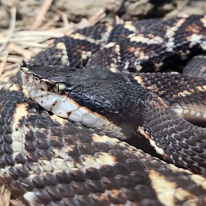 RDC - Deinagkistrodon acutus