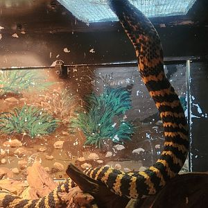 RDC - Hemachatus haemachatus