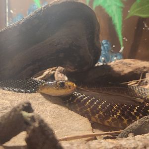 RDC - Naja samarensis