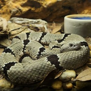 RDC - Crotalus lepidus klauberi