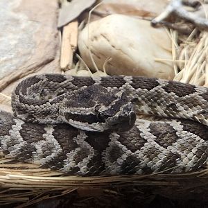 RDC - Crotalus (oreganus) helleri