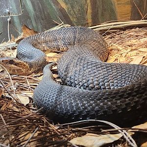 RDC - Agkistrodon (piscivorus) conanti