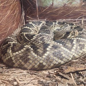 RDC - Crotalus adamanteus