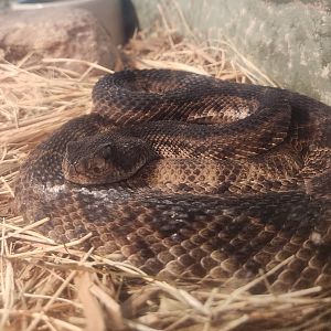 RDC - Crotalus atrox