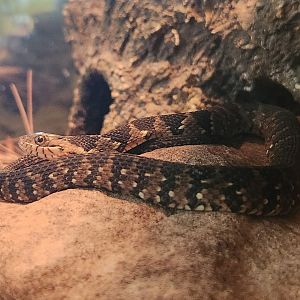 RDC - Nerodia fasciata pictiventris