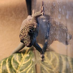 RDC - Phelsuma standingi