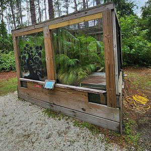 RDC - Black-tailed Cribo exhibit