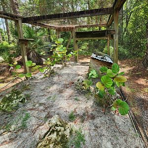 RDC - Rhinoceros Iguana exhibit