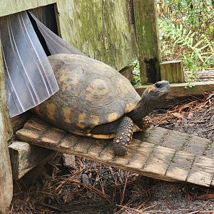 RDC - Yellow-footed Tortoise