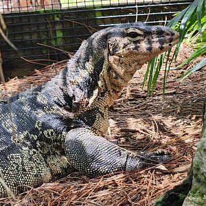 RDC - Varanus salvator