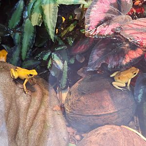 Golden Poison Dart Frogs