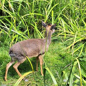 Kirk's Dik-Dik