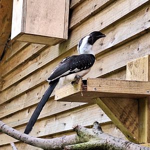 Von Der Decken's Hornbill