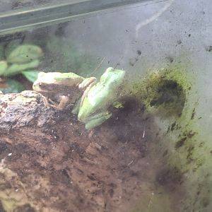 Andean Marsupial Frogs