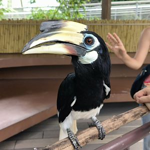 Oriental Pied Hornbill