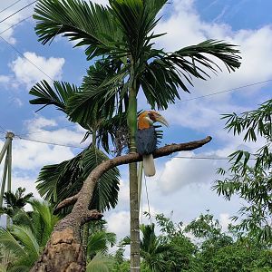 Papuan Hornbill
