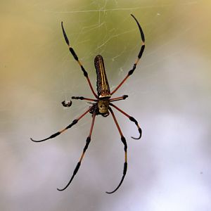 Spider ID - Wild (Singapore)