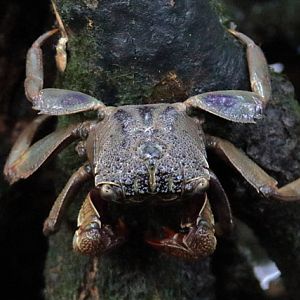 Crab ID - Wild (Singapore)