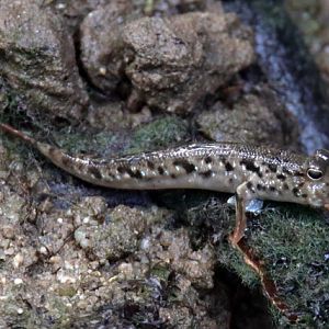 Mudskipper - Wild (Singapore)