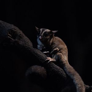 Sugar Glider (Petaurus breviceps)