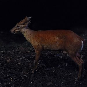 Southern Red Muntjac (Muntiacus muntjak)