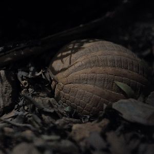 Southern Three-banded Armadillo (Tolypeutes matacus)